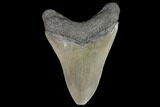 Fossil Megalodon Tooth - Glossy Enamel #92686-2